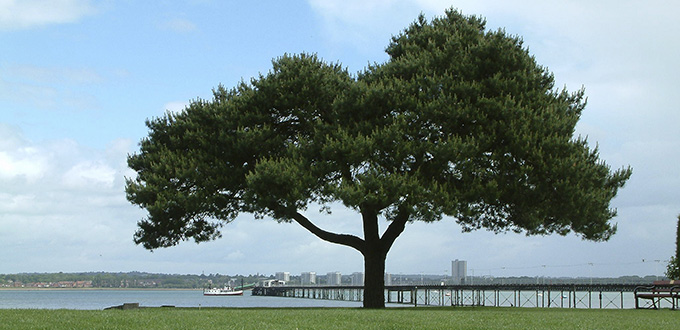 tree and pier